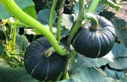 娱乐718网红吃瓜地址,独家幕后花絮大公开！